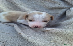 Mixed Breed dogs for sale: Spanish jack Russell (bodeguero) x border collie - Image 14
