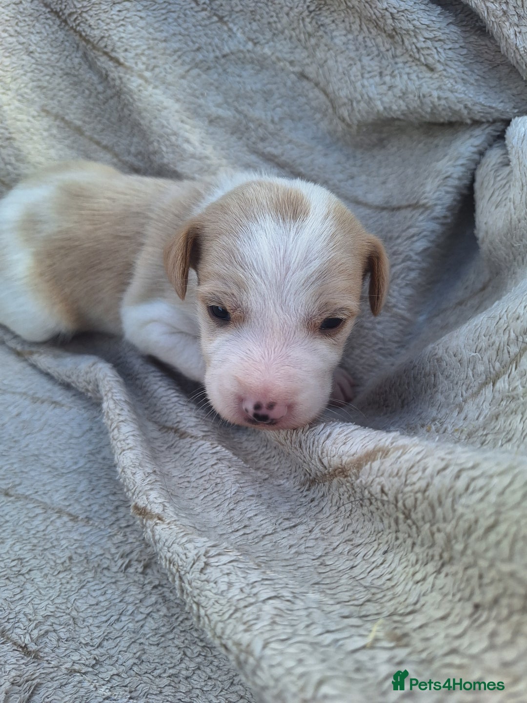 Mixed Breed dogs for sale: Spanish jack Russell (bodeguero) x border collie - Image 14