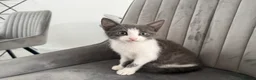 Mixed Breed cats for sale: Ready for their forever home 🥰⭐️ - Advert 30