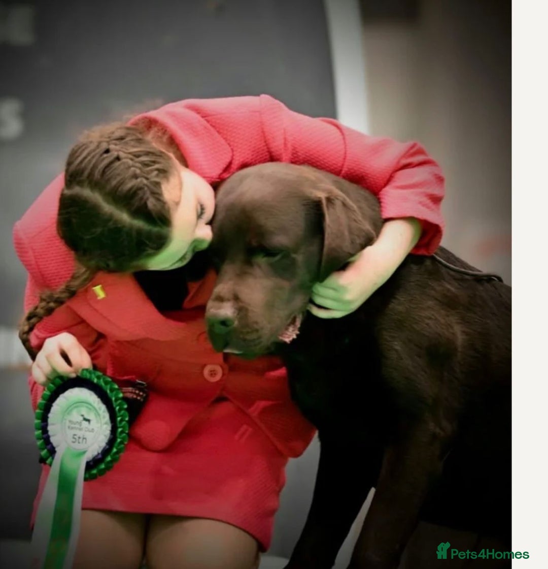 Labrador Retriever dogs for sale: Choc/silver labrador retriever pup F - Image 6