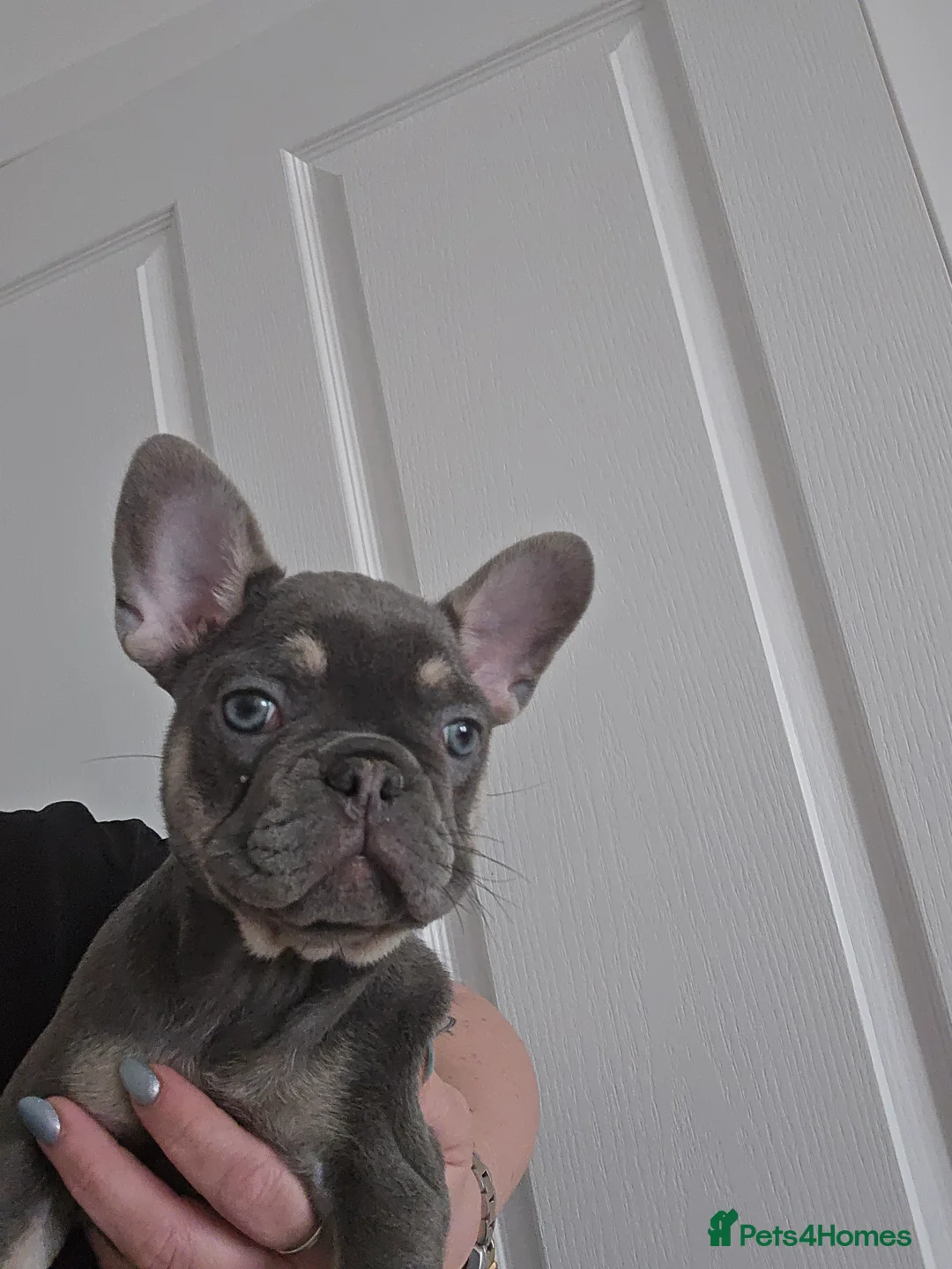 French Bulldog dogs for sale: 3 Stunning French bulldog pups Available - Advert 15
