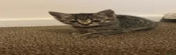 Mixed Breed cats for sale: 5 mixed kittens for sale  in Wallasey - Advert 8