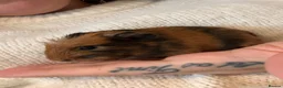 Guinea Pig rodents for sale: Baby guinea pigs for sale  - Advert 6
