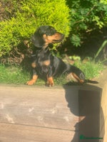 Miniature Dachshund dogs KC Beautiful 'Very' Miniature Dachshunds - Advert 1