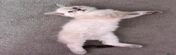 Ragdoll cats for sale: The Most Adorable Ragdoll Boy Kittens💙 - Advert 10