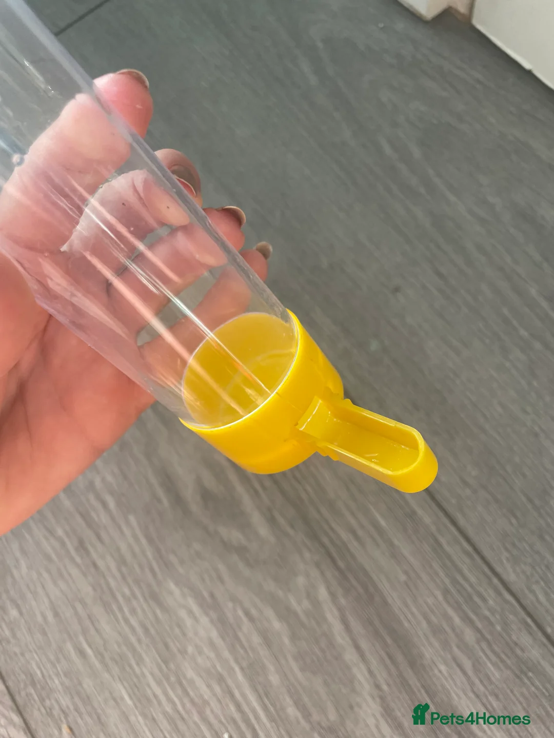 Canaries birds for sale: Canaries as a pair for sale - Advert 10