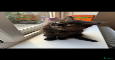 Persian cats - Advert 10