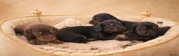 Miniature Dachshund dogs for sale: KC Pedigree Long Hair Mini Dachshund boy & girls - Advert 4