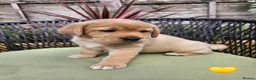 Labrador Retriever dogs for sale: Golden Labrador Puppies - Advert 19