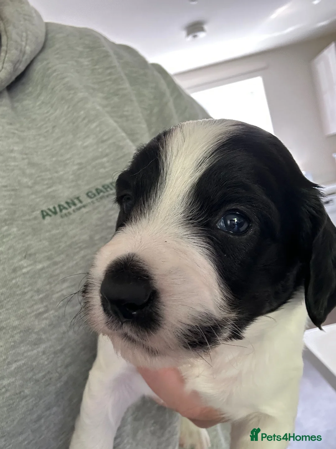 Sprocker dogs for sale: Beautiful sprockers for sale  - Advert 2