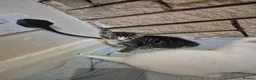 Mixed Breed cats for sale: 5 little kittens - Advert 11