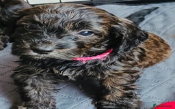 Cockapoo dogs for sale: LOVELY HEALTH TESTED F1 COCKERPOOS - Image 7