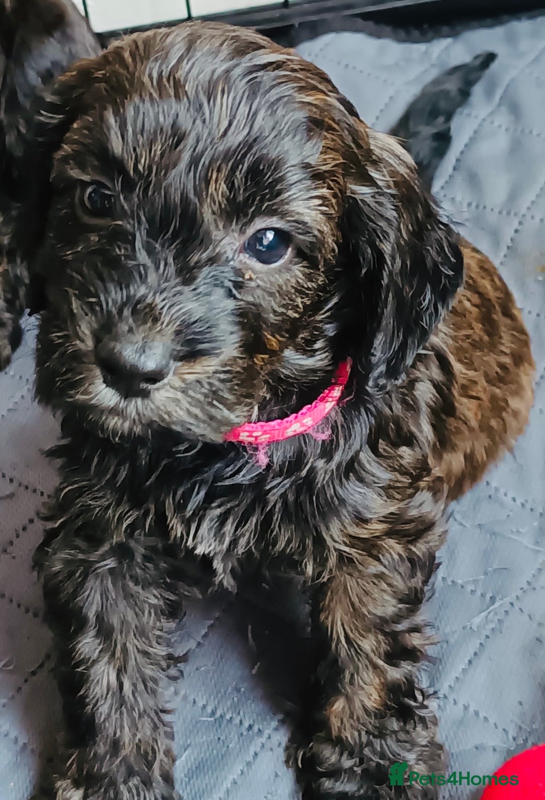 Cockapoo dogs for sale: LOVELY HEALTH TESTED F1 COCKERPOOS - Image 7