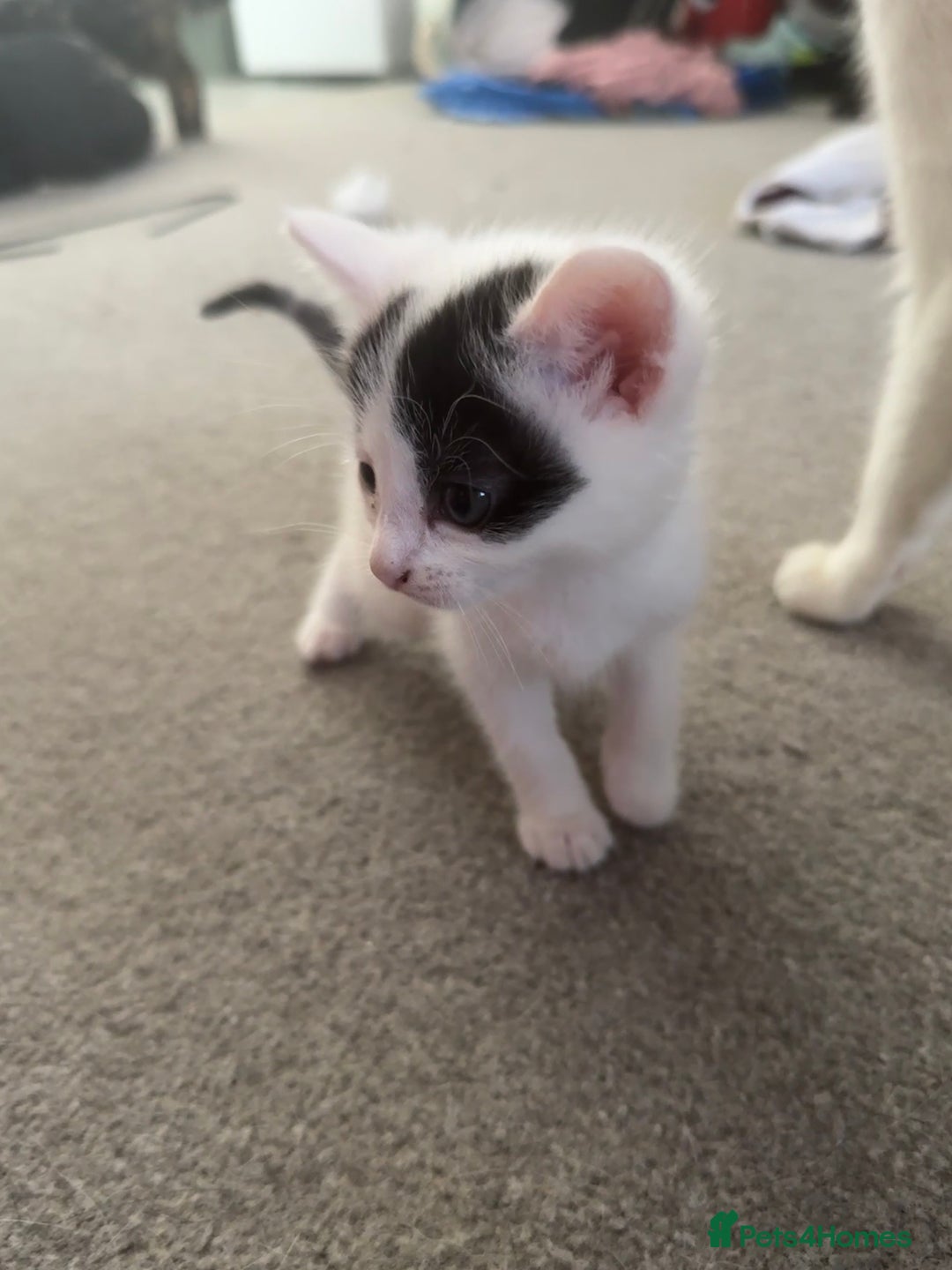 Domestic Shorthair cats for sale: KITTENS READY FOR COLLECTION - Image 10