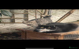 Persian cats for sale: Persian exotic cats - new homes needed - Image 4
