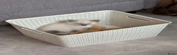 Ragdoll cats for sale: Ragdoll kittens  - Advert 7