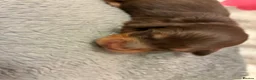 Miniature Dachshund dogs for sale: Long haired Miniature Dachshunds - Advert 10