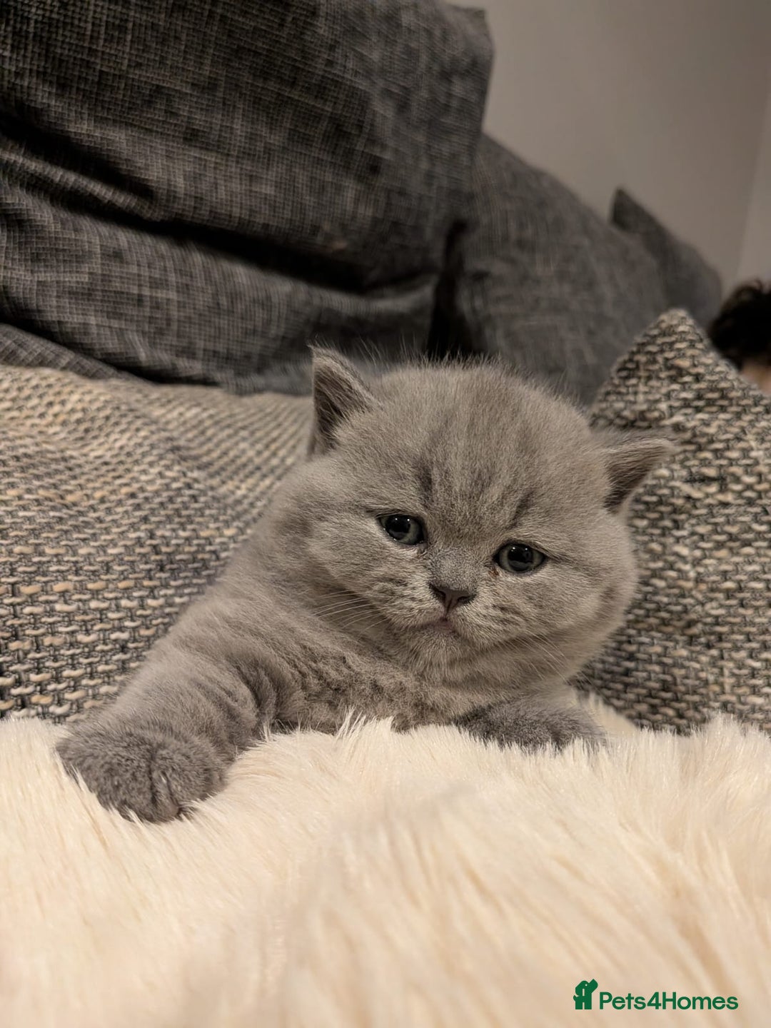 British Shorthair cats for sale: Multi-colour GCCF British Shorthair kittens  - Advert 6