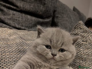 British Shorthair cats Multi-colour GCCF British Shorthair kittens - Advert 2