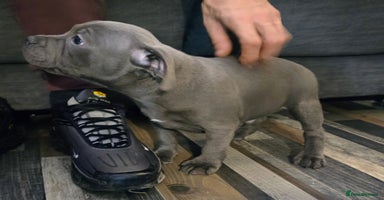 Staffordshire Bull Terrier dogs - Advert 1