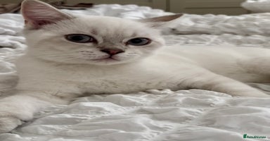 British Shorthair cats - Advert 3