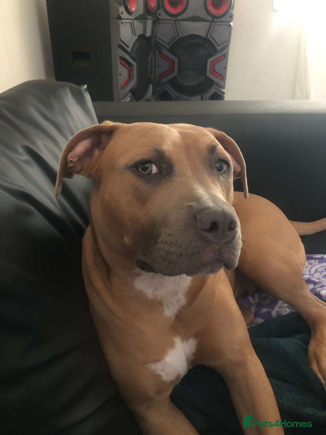 Staffordshire Bull Terrier dogs for sale: Staffordshire bull terrier puppies - Image 17