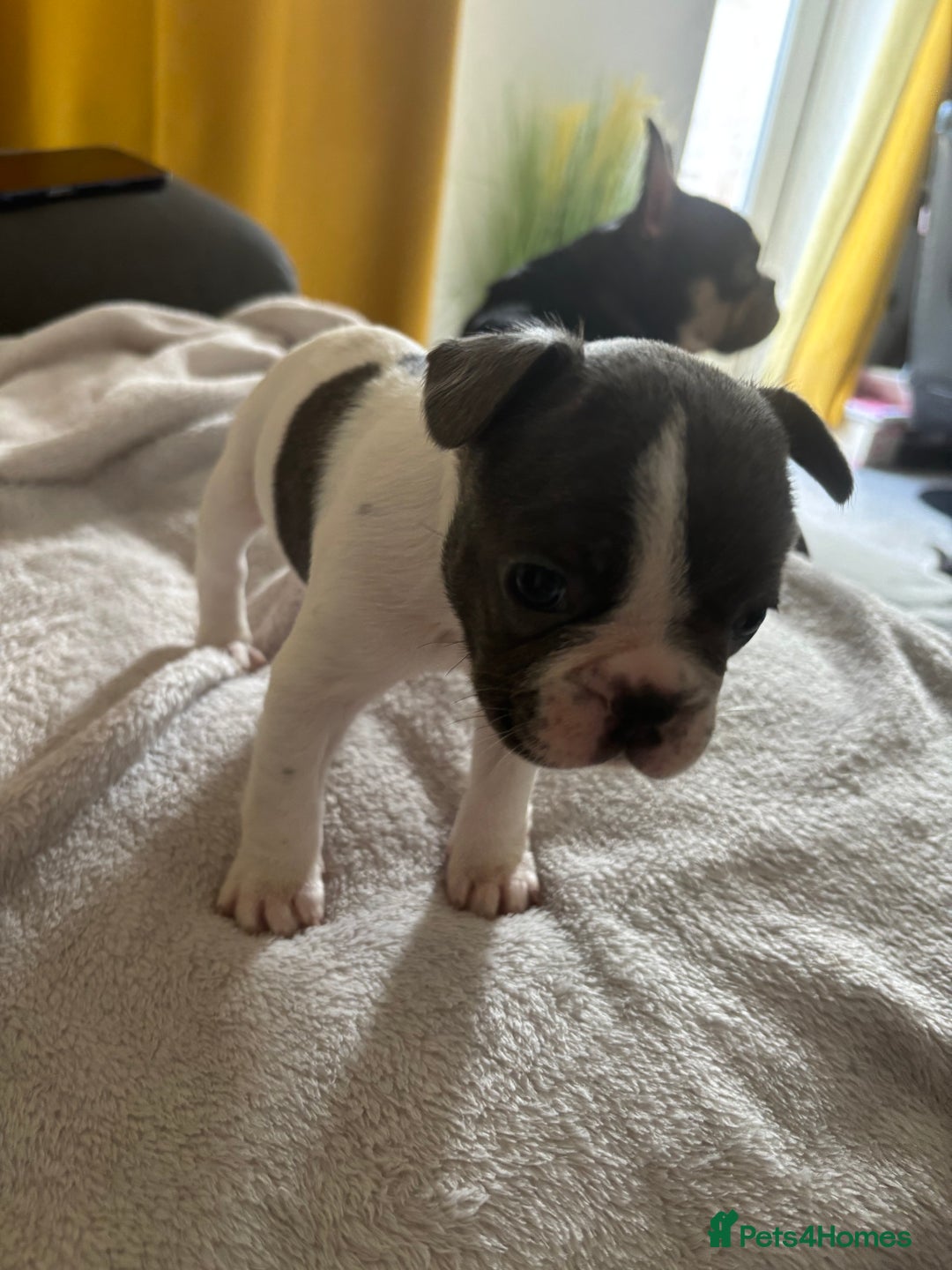 French Bulldog dogs for sale: Adorable French bulldog puppies for sale - Image 25