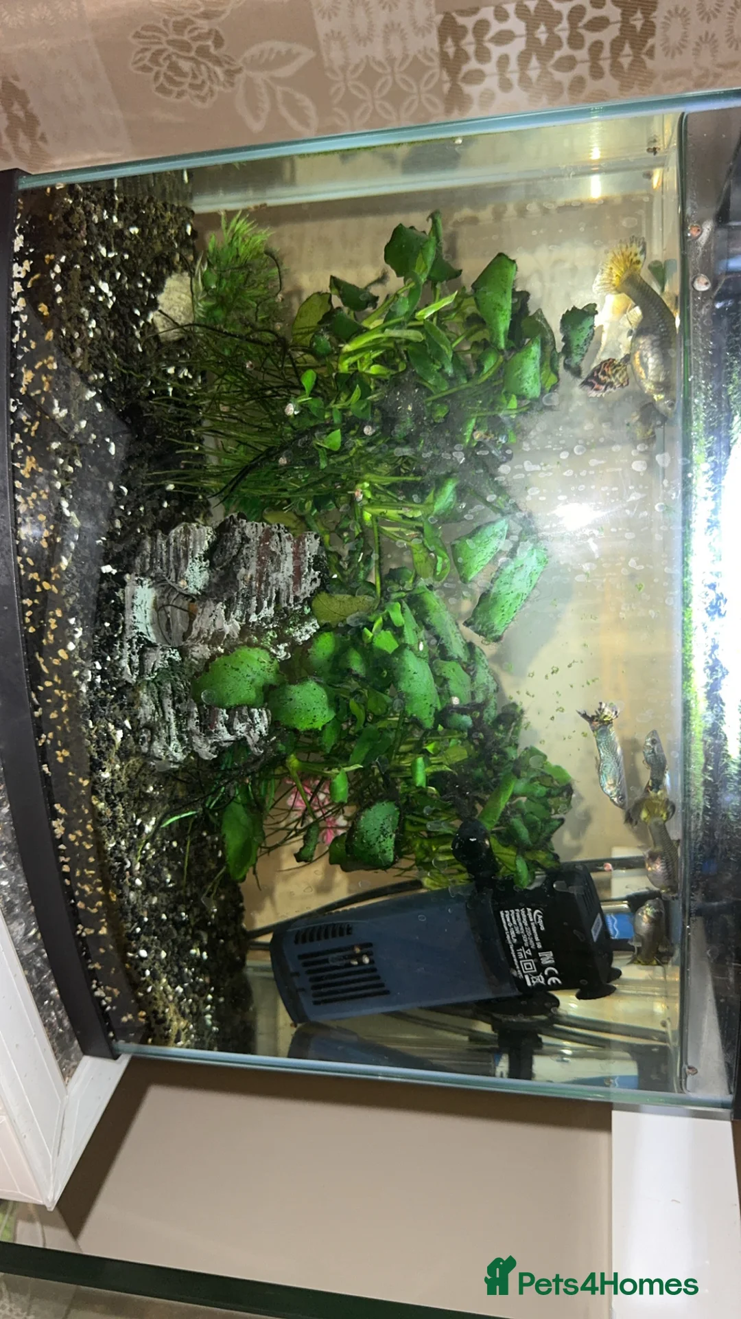 Bettas fish for sale: Two fish tanks  - Advert 3