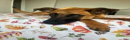Mixed Breed dogs for adoption: Dakis - Advert 3