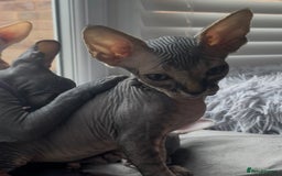 Sphynx cats for sale: August ready kitty’s in need of loving homes - Image 31