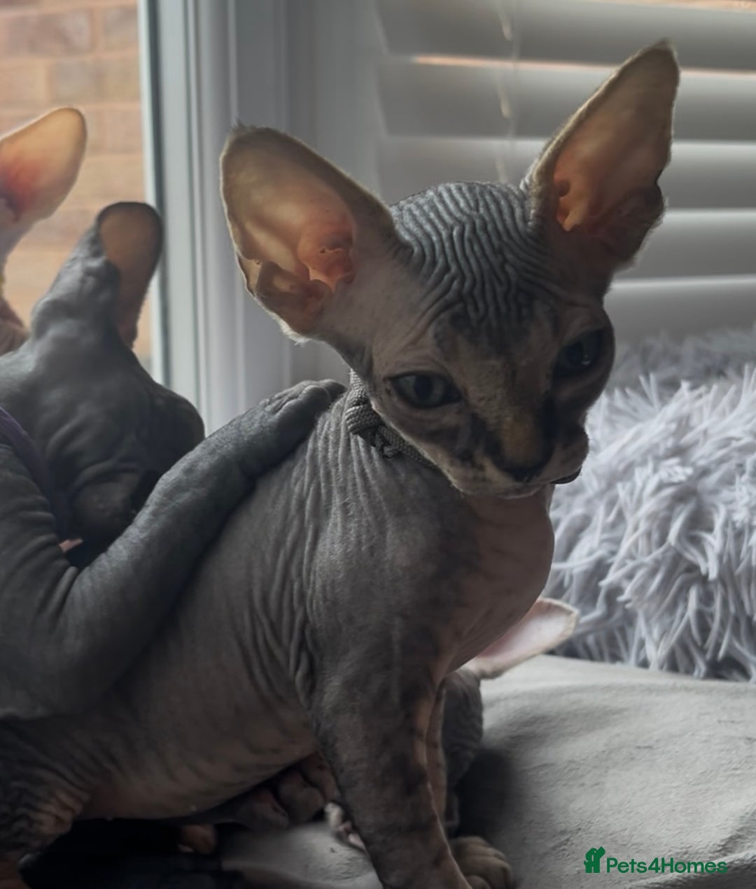 Sphynx cats for sale: August ready kitty’s in need of loving homes - Image 31