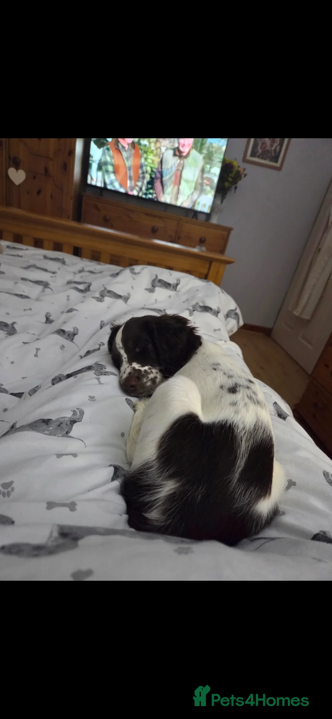 English Springer Spaniel dogs for sale: Springer spaniel Bitch 1 years old - Advert 4