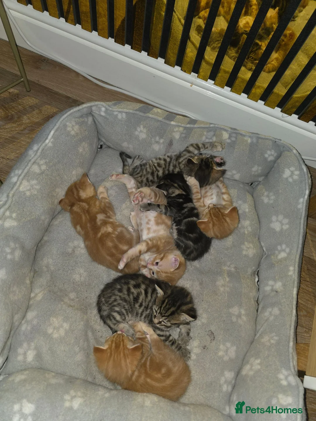 Mixed Breed cats for sale: Ginger kittens - Advert 2