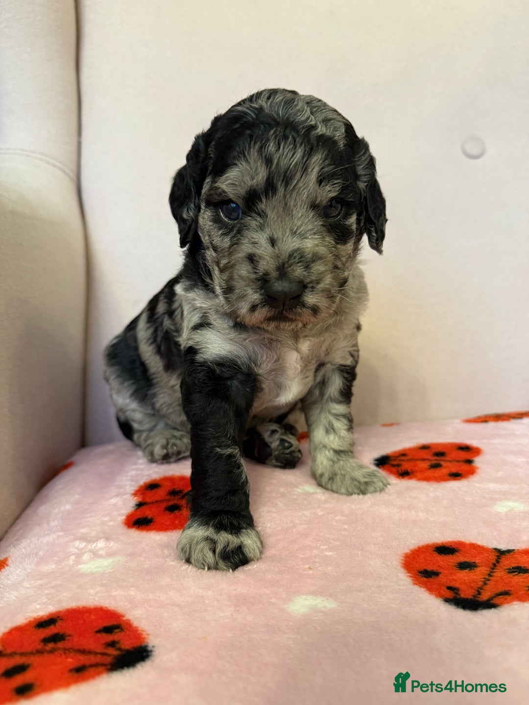 Labradoodle dogs for sale: 🌈POTENTIAL THERAPY/ASSISTANCE PUPS🌈LAST GIRL💜 in Harlow - Image 1