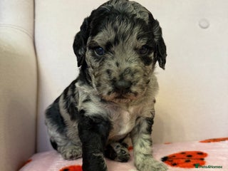 Labradoodle dogs in Harlow - Advert 16