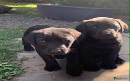 Labrador Retriever dogs for sale: 5 labrador puppies ready for there new homes now - Image 4