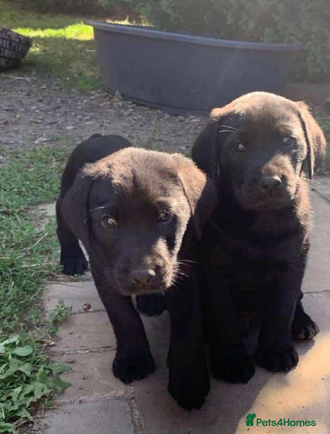 Labrador Retriever dogs for sale: 5 labrador puppies ready for there new homes now - Image 4