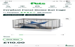 Rat rodents for sale: 2 males - Image 5