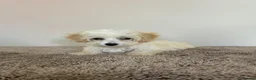 Maltipoo dogs for sale: Six beautiful maltipoo puppies - Advert 3