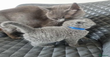Brazilian Shorthair cats - Advert 3
