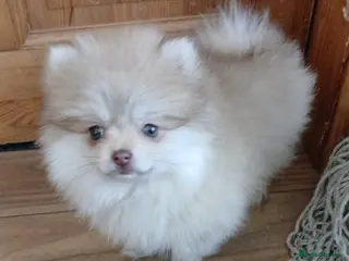 Pomeranian dogs Russian pomeranian - Advert 1