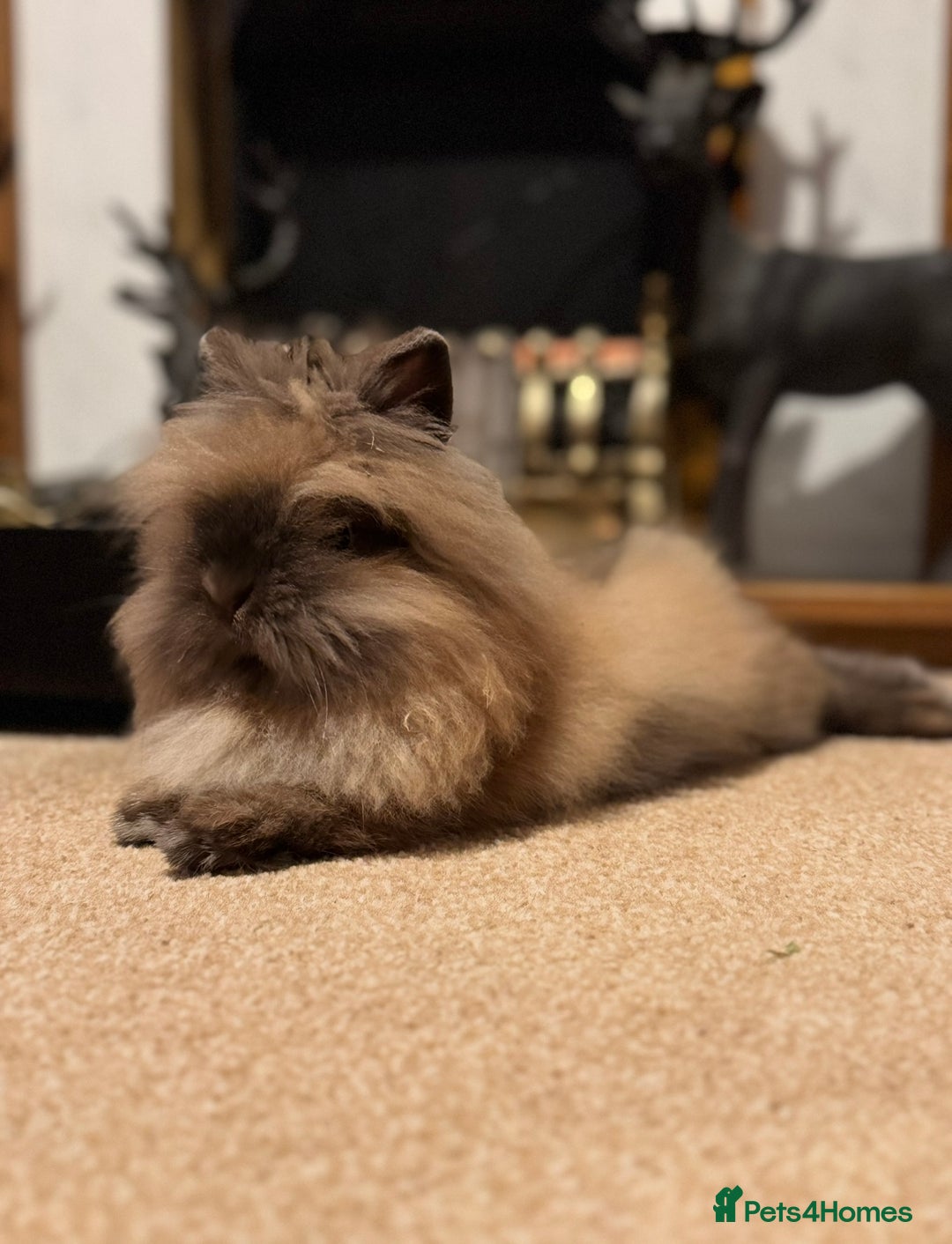 Lionhead rabbits for sale: Male Lionhead Rabbit Looking for loving home - Advert 3