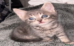 Mixed Breed cats for sale: 7 Gorgeous mixed kittens - Image 26