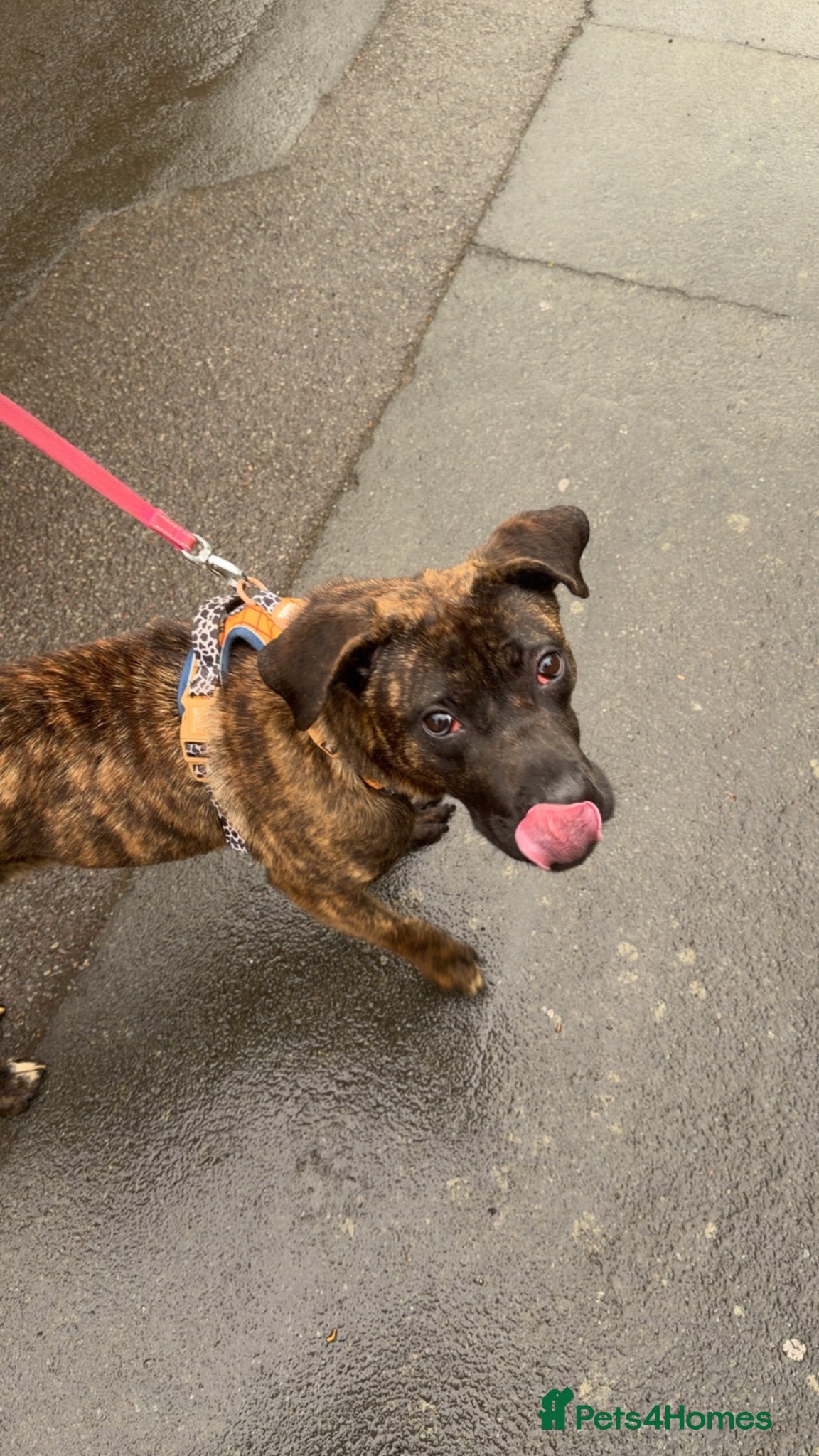 Mixed Breed dogs for sale: 11 month old Cane Corso x Presa Canario for sale in Telford - Advert 3