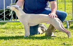 Whippet dogs for sale: Beautiful whippet dog puppies - Image 11