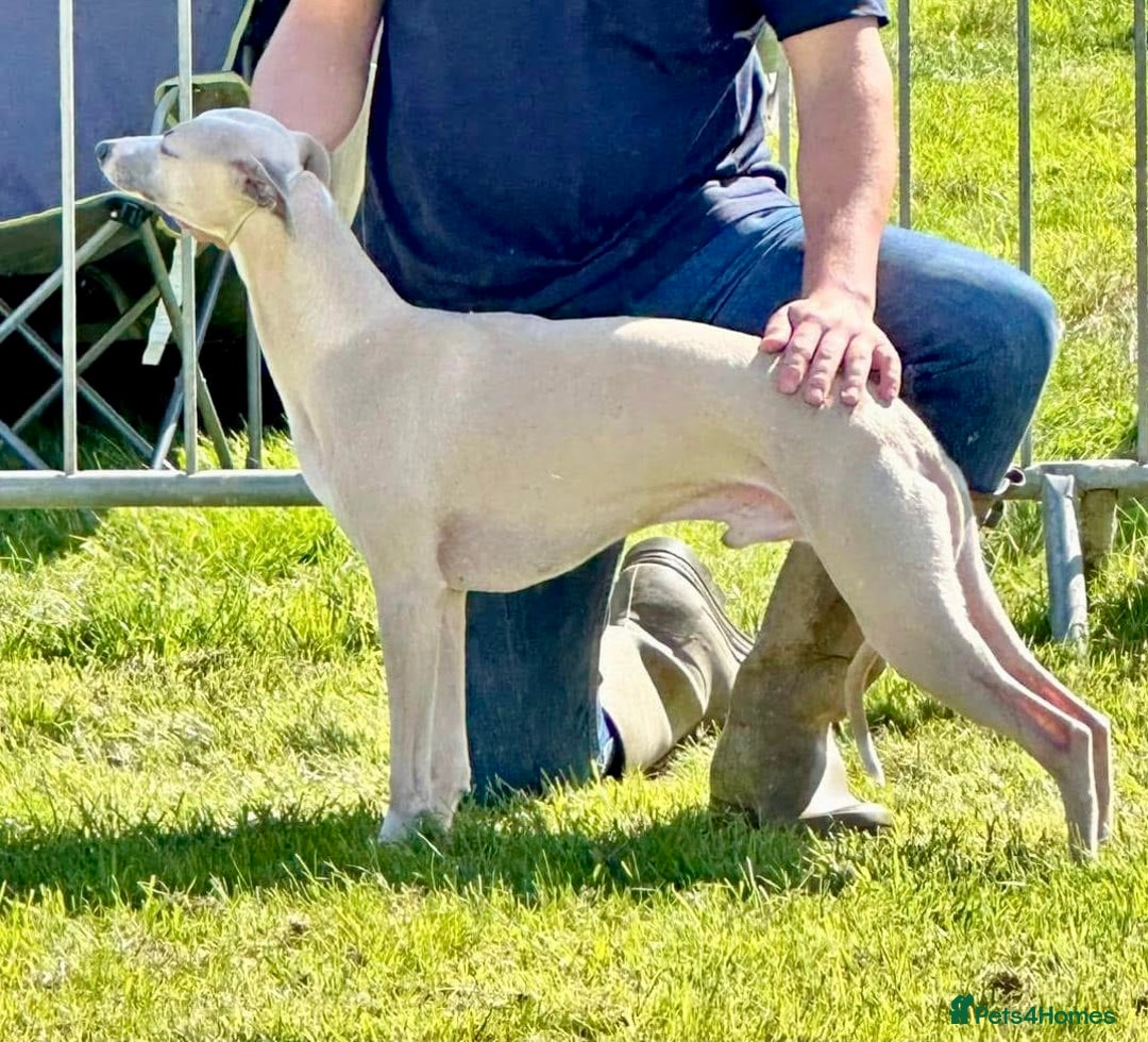 Whippet dogs for sale: Beautiful whippet dog puppies - Image 11