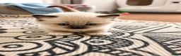 Ragdoll cats for sale: 🫶🏻Stunning Ragdoll Kittens–Ready to Reserve Now - Advert 15