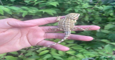 Dragon reptiles - Advert 9