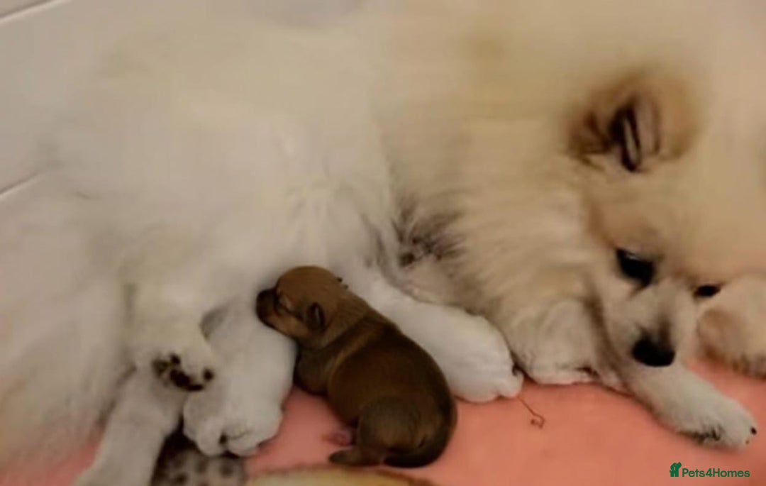 Pomeranian dogs for sale: Miniature Pomeranian puppies - Advert 6