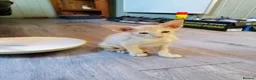 Oriental cats for sale: Oriental Siamese kittens gccf - Advert 7